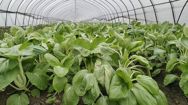 休寧縣萬安鎮(zhèn):“高腳白”喜獲豐收,產(chǎn)銷兩旺供不應(yīng)求