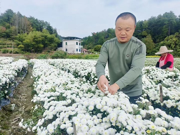 休寧縣萬安鎮(zhèn)小菊花成就大產(chǎn)業(yè)