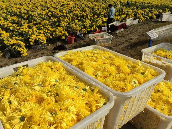 臨泉縣呂寨鎮(zhèn)周大村:菊花飄香滿地金,鄉(xiāng)村振興繪新景