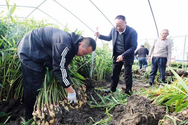 濉溪縣雙堆集鎮(zhèn):生姜撐起致富夢(mèng) 特色產(chǎn)業(yè)繪新圖